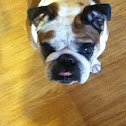 English bulldog