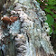 White shelf fungus