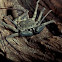 Tailless Whip Scorpion
