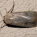 Green Cutworm Moth