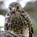 Coopers Hawk