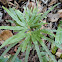 Paku Jari Merah, Red Finger Fern