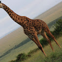 Masai giraffe