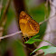 Bordered Rustic