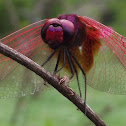 Crimson Marsh Glider