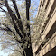 Callery Pear
