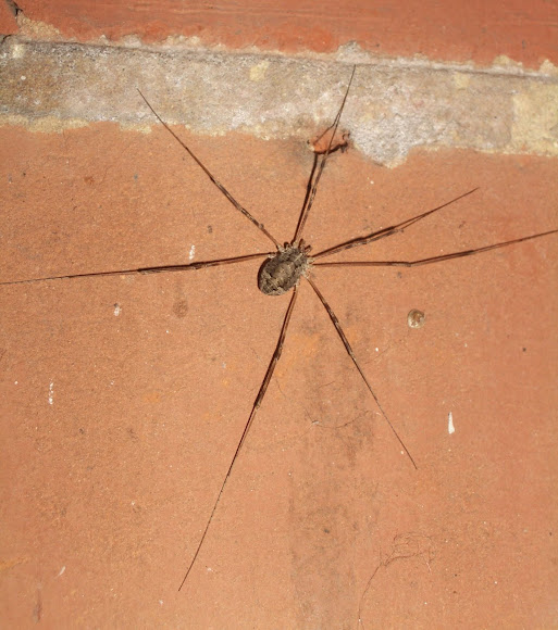 Spotting Image 1