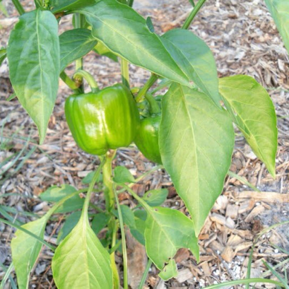 Spotting Image 1