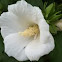 Rose of Sharon var. Pure White