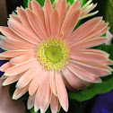 Gerbera