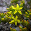 Tasteless Stonecrop