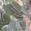 Oruga. Caterpillar