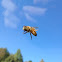 Honey Bee