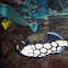 Clown Trigger fish