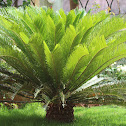 Sago Palm