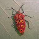 Mallotus Shield Bug