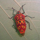 Mallotus Shield Bug