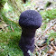 Cortinarius violaceus