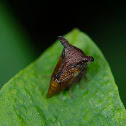 Treehopper