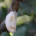 Cocoon
