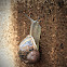 Garden Snail