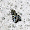 Oriental Leafworm Moth