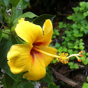 Hibiscus