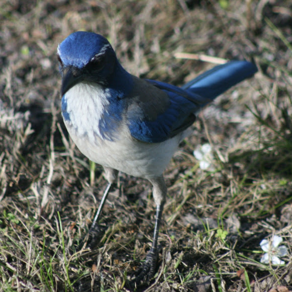 Spotting Image 1