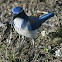 Western Scrub Jay