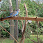 Budgerigar
