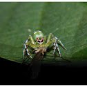 Epeus Indicus