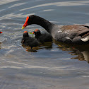 Common Gallinule