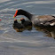 Common Gallinule