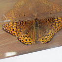 Great Spangled Fritillary