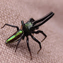 Spider