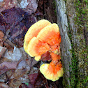 Chicken of the Woods