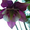 Aquilegia caerulea (Columbine)