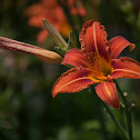 Daylily