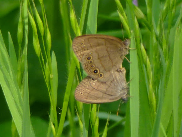 Spotting Image 1