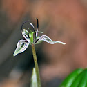 Fetid Adder's Tongue