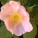 California Rose