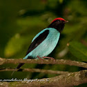 Swallow-tailed manakin