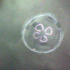 Moon Jellyfish
