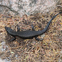 Black Rock Skink