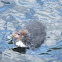 coots