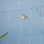 Common Chiffchaff