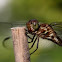 Roseate Skimmer