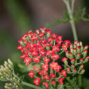 Yarrow