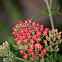 Yarrow