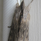 Hooded Owlet Moth